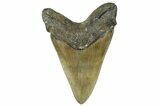 Serrated, Fossil Megalodon Tooth - North Carolina #368437-2